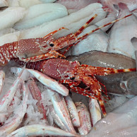 PESCHERIA VOLPI